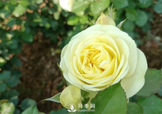 2021月季花展，深圳人民公園300多個月季品種期待……(圖3)