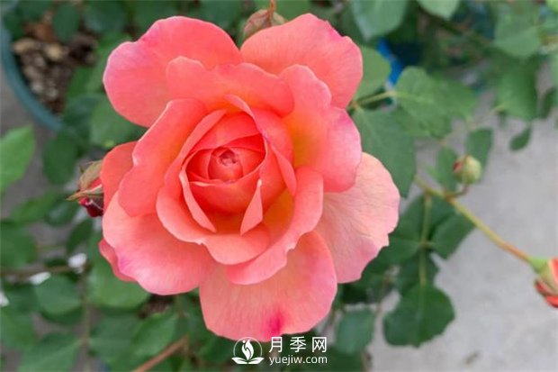 安德烈月季，多頭有枝條就有花苞(圖1)