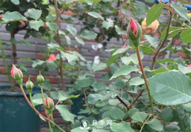 安德烈月季，多頭有枝條就有花苞(圖2)