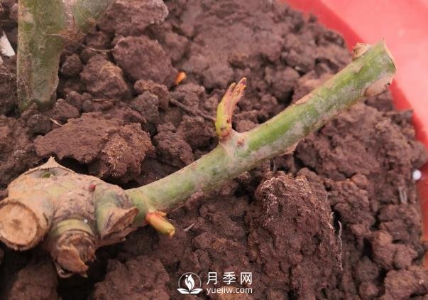 春天是個(gè)讓人欣喜的季節(jié)，一定要養(yǎng)月季花(圖1)
