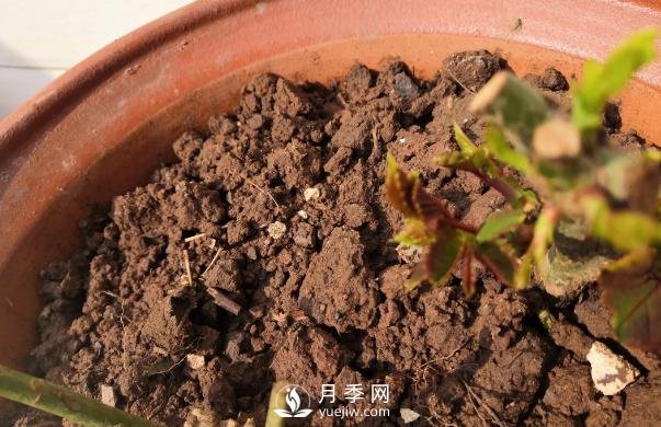 春天是個(gè)讓人欣喜的季節(jié)，一定要養(yǎng)月季花(圖2)