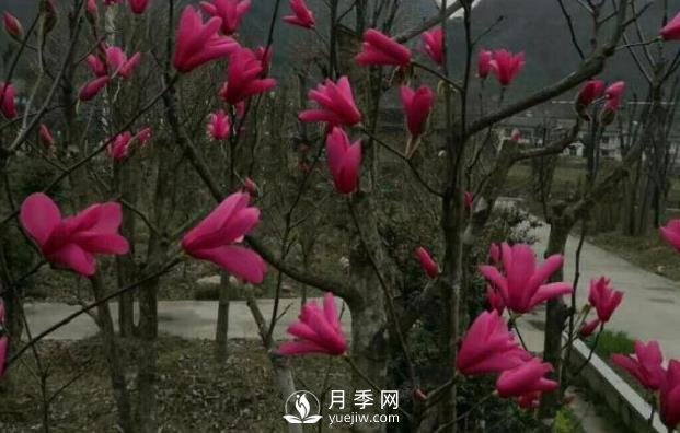 江蘇紅花玉蘭引種與栽培技術(圖1)
