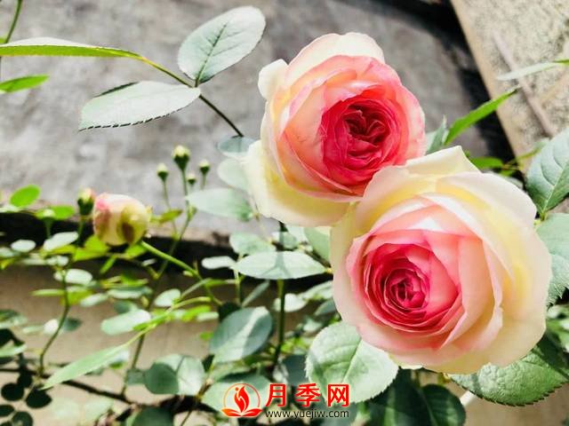 養(yǎng)護月季花這么做，來年繁茂又漂亮！(圖1)