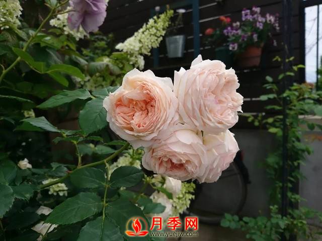養(yǎng)護月季花這么做，來年繁茂又漂亮！(圖2)