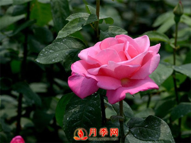 月季花如何修剪？你心里還沒(méi)有點(diǎn)數(shù)嗎？(圖1)