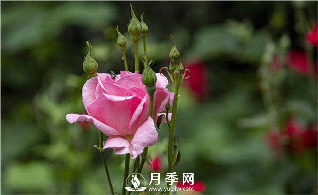 說一說我們家里面的月季應該如何養(yǎng)護(圖1)