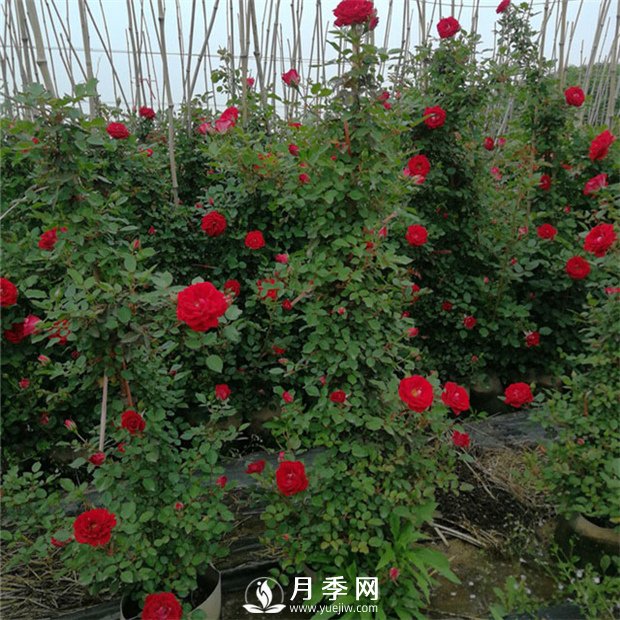 藤本月季的品種有那些？南陽(yáng)藤本月季價(jià)格？(圖1)