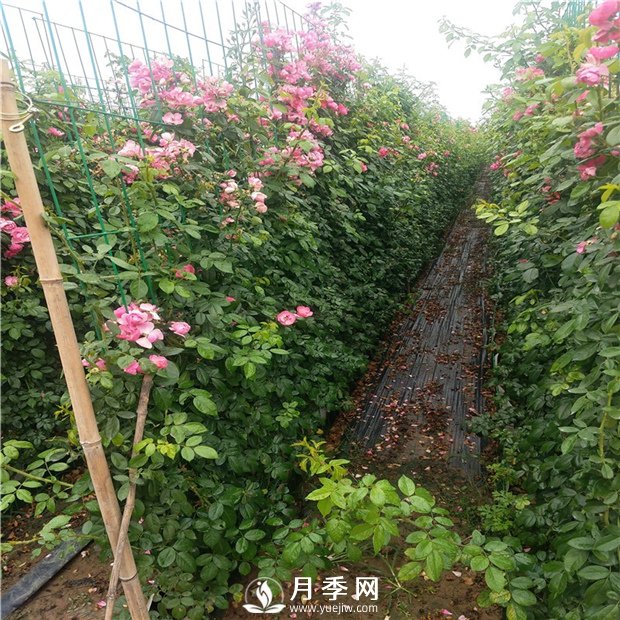 藤本月季的品種有那些？南陽(yáng)藤本月季價(jià)格？(圖2)