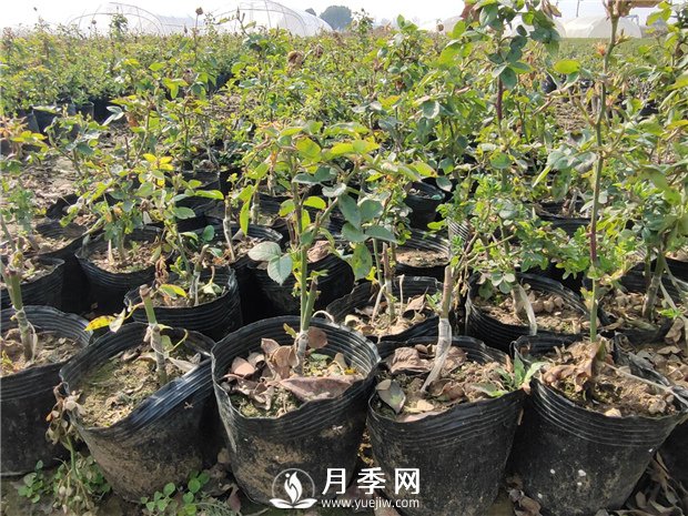 藤本月季的品種有那些？南陽(yáng)藤本月季價(jià)格？(圖3)
