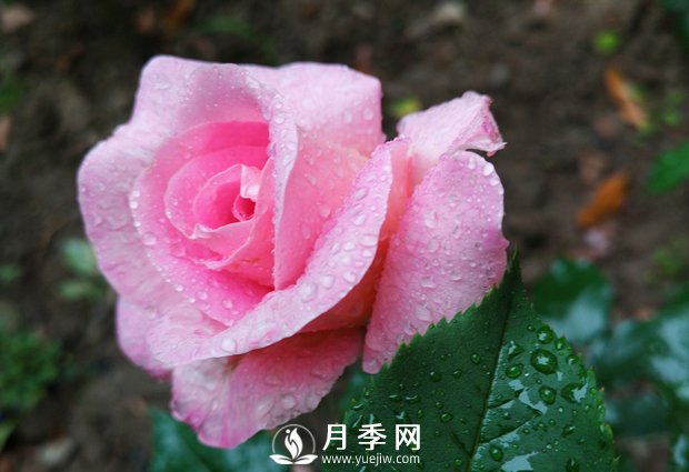 常見的家庭盆栽花卉，花色豐富多樣，花朵鮮艷好看(圖1)