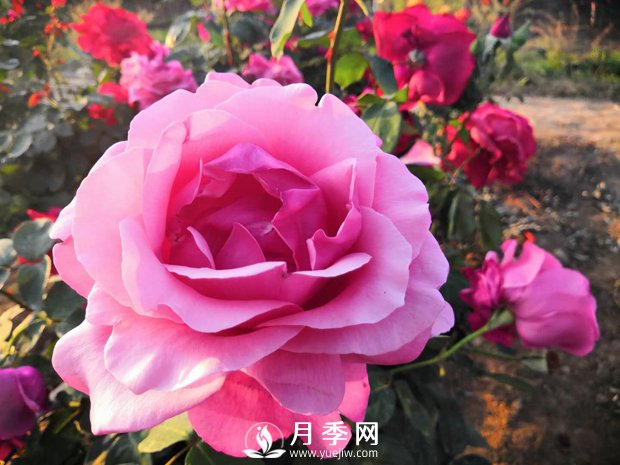 月季花葉黃怎么辦？有什么解決辦法(圖1)