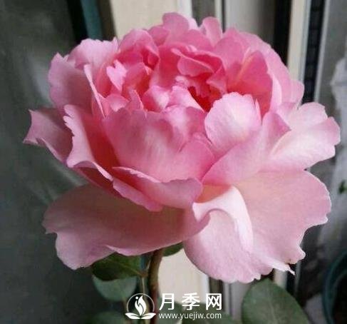 貴族香水，艷壓群芳香味濃的月季(圖1)