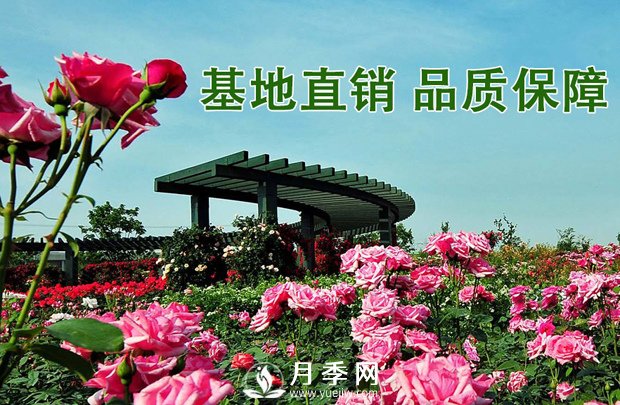 會養(yǎng)護，為什么說七月的月季不宜重剪？(圖3)