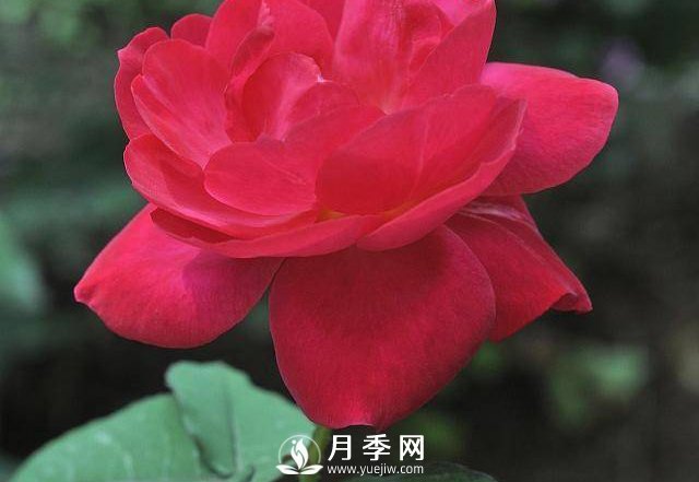 自己動(dòng)手學(xué)月季花剪枝，一步一步修，新手也能做得好(圖3)