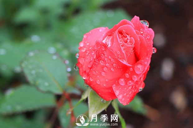 月季是比較喜肥的，充足養(yǎng)分才能促進(jìn)月季生長(圖1)
