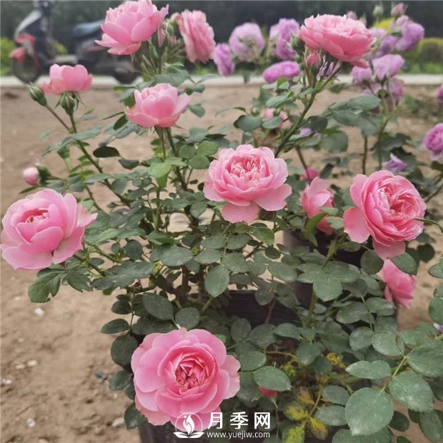 如何讓花開不斷？澆水修剪不可少，綜合化管理(圖1)
