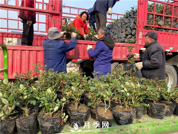 月季種上沒開花，卻一直黃葉，這是怎么回事呢？(圖1)
