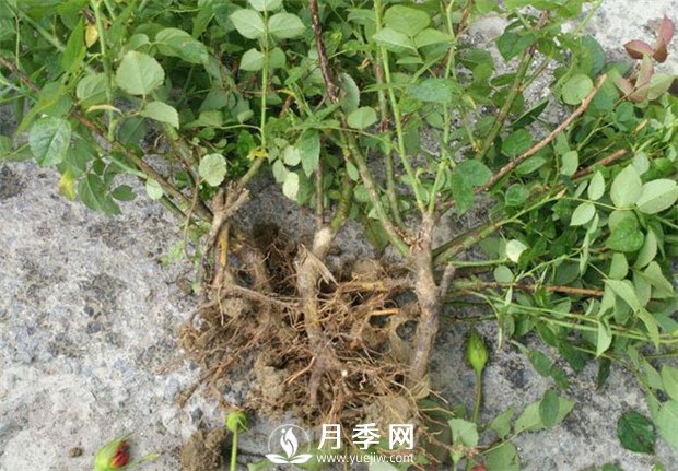 南陽月季苗特點(diǎn)、種類、用途(圖1)