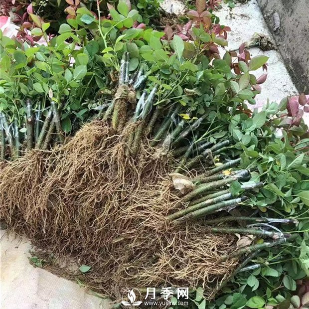 南陽月季苗特點(diǎn)、種類、用途(圖3)