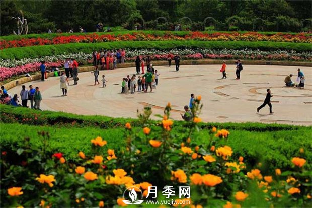 沒有了月季花，再怎么美麗的城市，都只是一座空城(圖1)