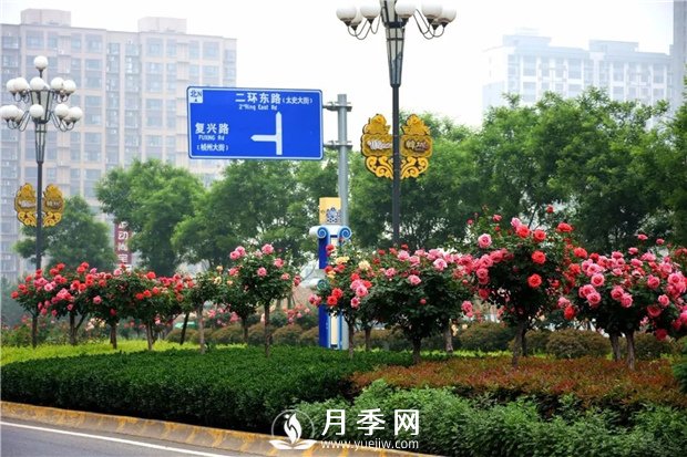 沒有了月季花，再怎么美麗的城市，都只是一座空城(圖2)