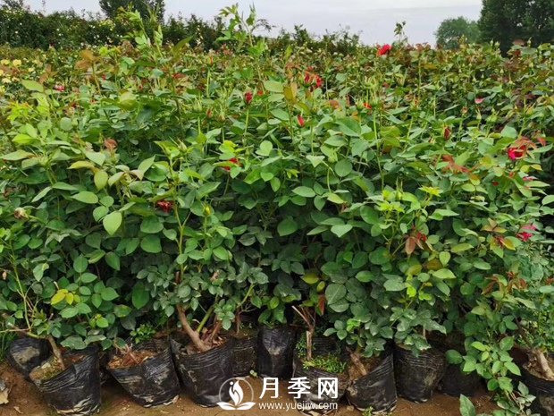 40厘米的月季苗多少錢一顆？你知道嗎(圖1)