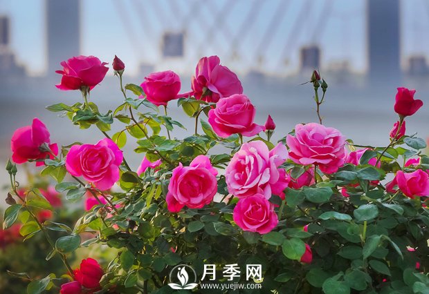 月季花樣艷麗，花形大氣美觀(圖1)