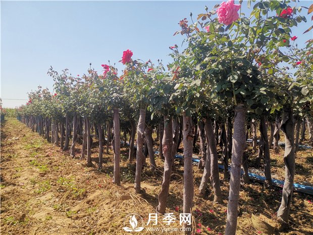 9月份可以種月季花嗎？(圖1)