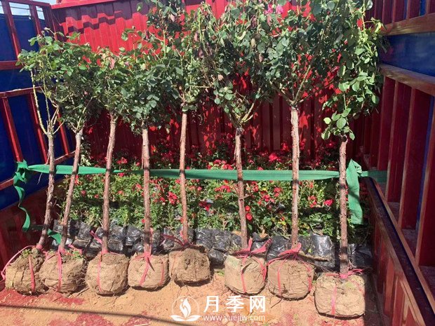 月季網干貨：月季樹發(fā)貨，運輸，卸貨，栽種，養(yǎng)護必看(圖1)