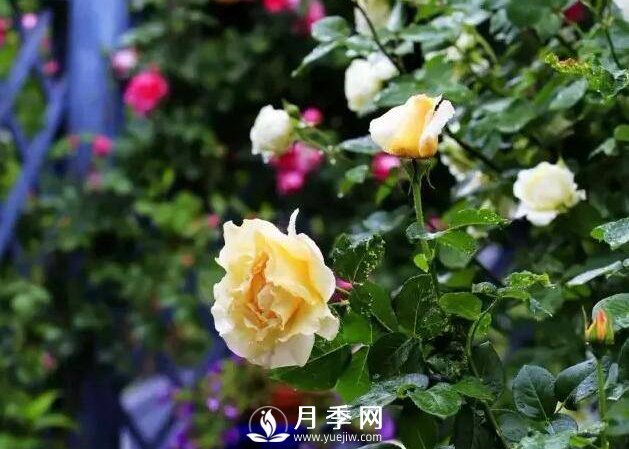月季什么時候進行冬剪？你知道嗎(圖1)