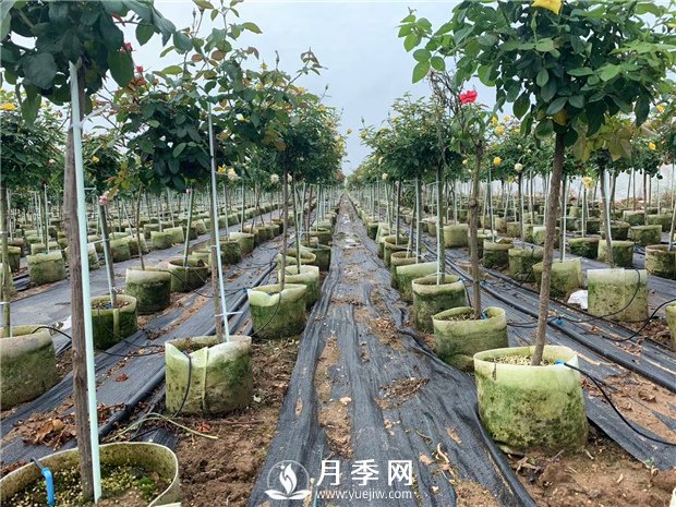 如何換盆？具體什么時候換盆？(圖1)