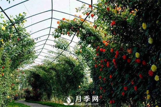 很多花友就想著給月季做冬剪，合適嗎(圖1)