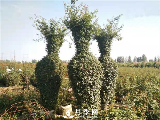 春天來了，采購造型月季花球的好時機(圖2)