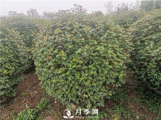 春天來了，采購造型月季花球的好時機(圖3)