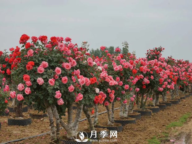 一般月季是在幾月開花？月月紅咋來的？(圖1)