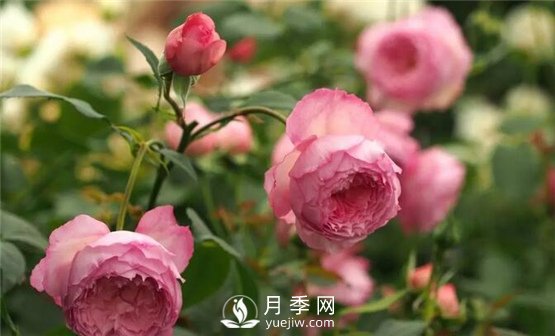 月季花這么受歡迎，看看她的優(yōu)勢(shì)在哪里！(圖1)