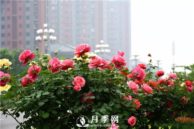 樹狀月季、豐花一、地被月季：園路景觀“多變手”(圖1)