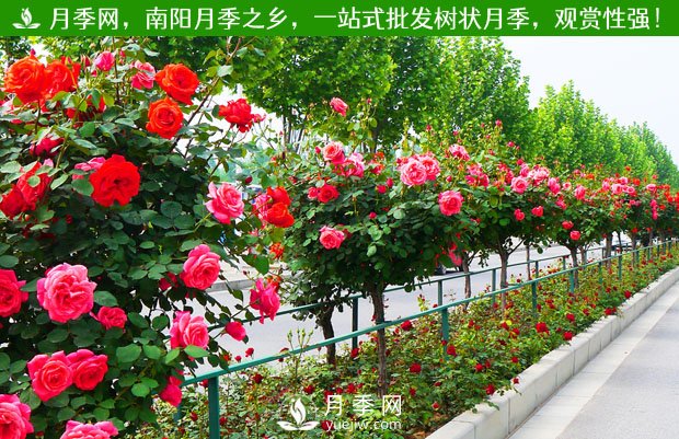 多個(gè)城市會不會因?yàn)樵录净ňG化火爆網(wǎng)絡(luò)(圖1)