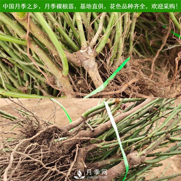 月季裸根苗，小高桿月季和3公分月季樹發(fā)往陜西(圖1)