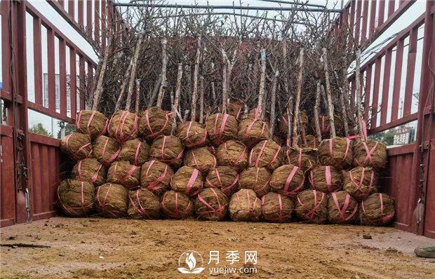月季裸根苗，小高桿月季和3公分月季樹發(fā)往陜西(圖3)
