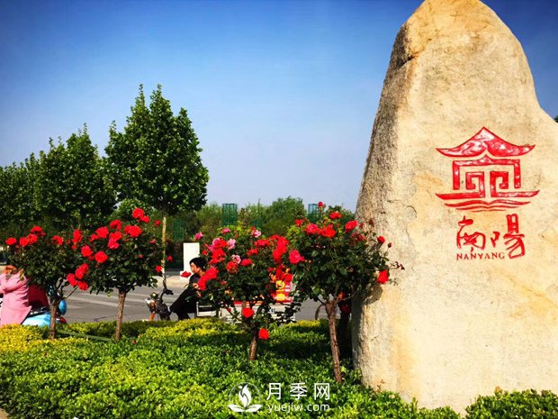 香飄神州，南陽月季努力實(shí)現(xiàn)月季產(chǎn)業(yè)轉(zhuǎn)型升級(jí)(圖1)