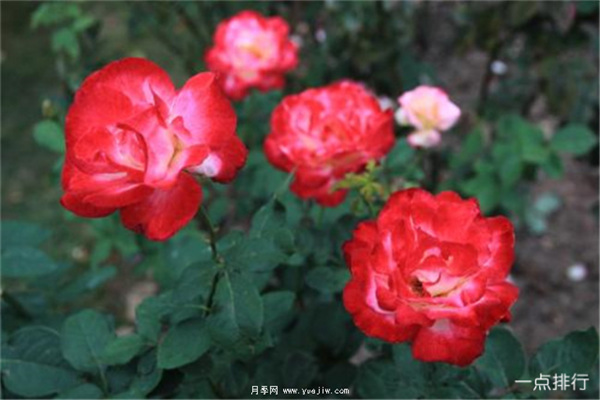 據(jù)說(shuō)這是世界十大***美月季品種，你喜歡哪種？(圖1)