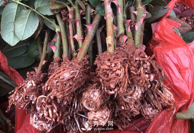 月季種植養(yǎng)護(hù)四大要點(diǎn)，讓你的月季花開滿盆！(圖1)