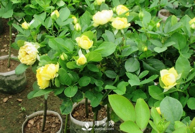 棒棒糖月季月季樹，為什么每一兩年要翻盆換土？(圖1)
