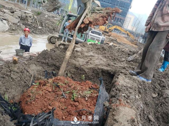 大樹(shù)土球破損散球移栽后，掌握幾個(gè)訣竅快速提高復(fù)壯能力(圖2)