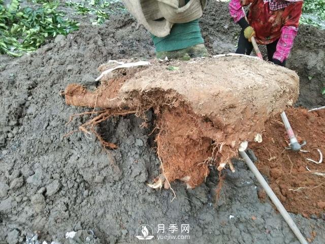 大樹(shù)土球破損散球移栽后，掌握幾個(gè)訣竅快速提高復(fù)壯能力(圖1)