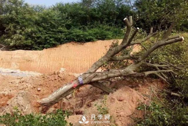 大樹(shù)土球破損散球移栽后，掌握幾個(gè)訣竅快速提高復(fù)壯能力(圖3)