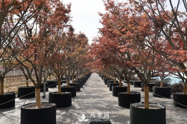 28項(xiàng)行業(yè)標(biāo)準(zhǔn)，198項(xiàng)地方標(biāo)準(zhǔn)，助推北京園林綠化高質(zhì)量發(fā)展(圖1)