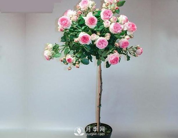 安徽樹狀月季種植施肥有哪些技術(shù)要點(diǎn)呢？(圖1)