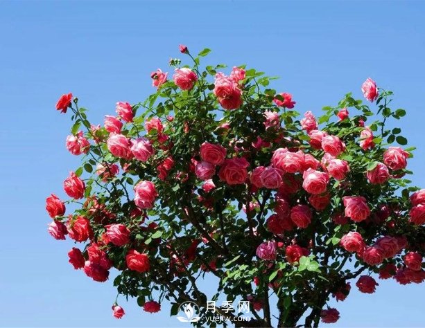 漯河庭院樹狀月季，不能隨意亂修剪(圖1)